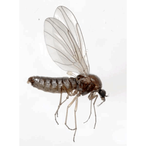 Семейство Thaumaleidae фото