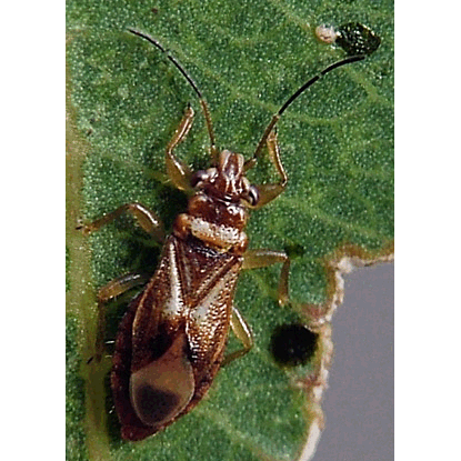 Семейство Thaumastocoroidea фото