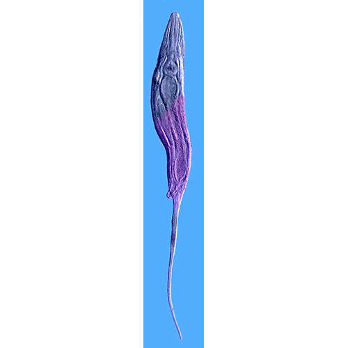 Семейство Thelastomatidae  фото