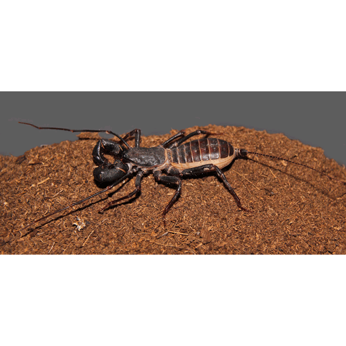Семейство Thelyphonoidea фото
