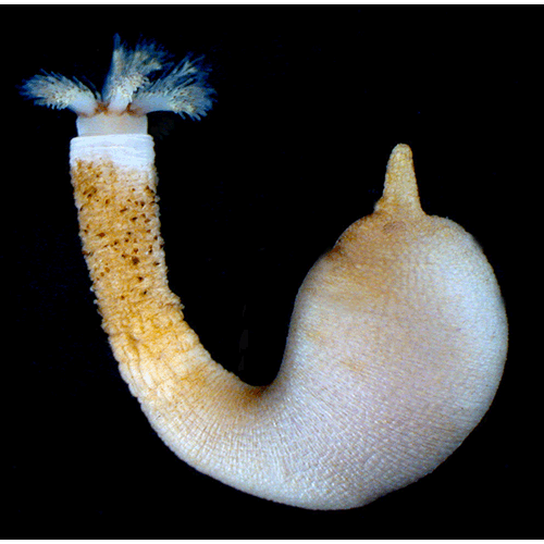Семейство Themistidae  фото