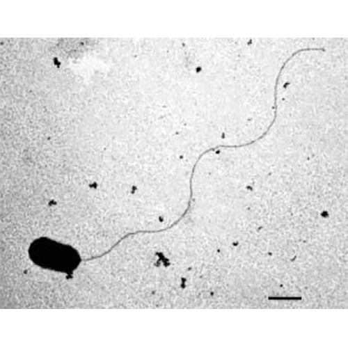 Тип Thermodesulfobacteria фото