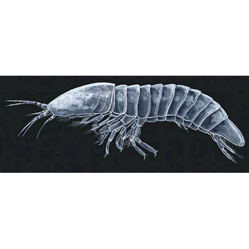 Семейство Thermosbaenidae фото