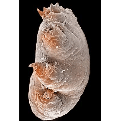 Отряд Thermozodia фото