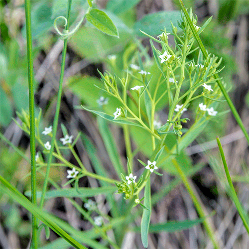 Семейство Thesiaceae фото