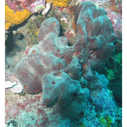 Семейство Thoosidae  фото