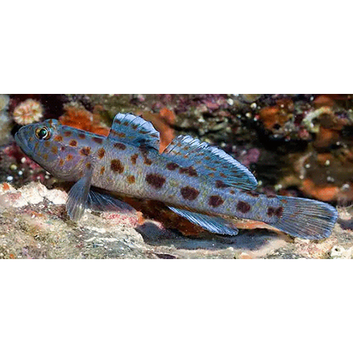 Род Thorogobius фото