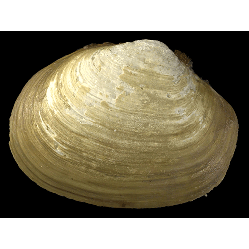 Семейство Thracioidea  фото