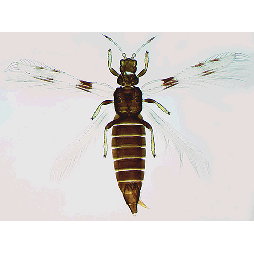 Семейство Thripidae фото
