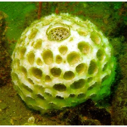 Семейство Thrombidae  фото