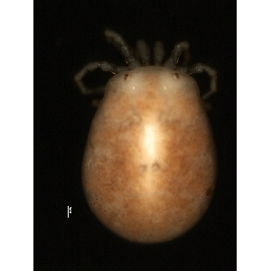 Семейство Thyasidae фото