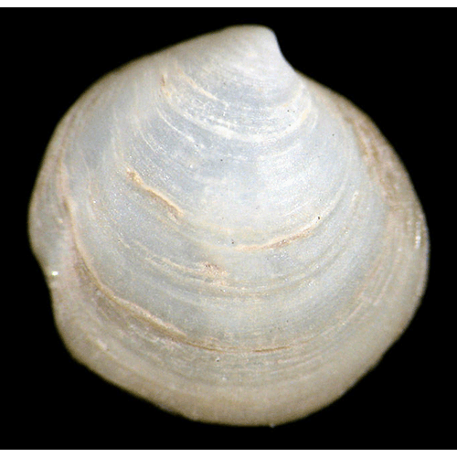 Семейство Thyasiroidea  фото
