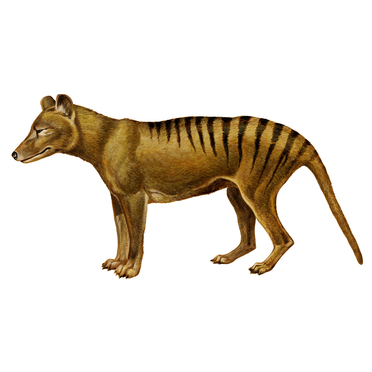Сумчатый волк (Thylacinus cynocephalus) Фото №10