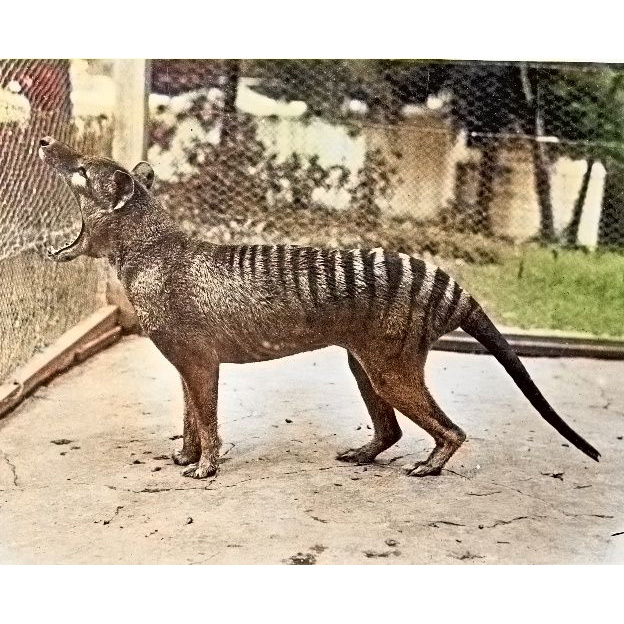 Сумчатый волк (Thylacinus cynocephalus) Фото №2