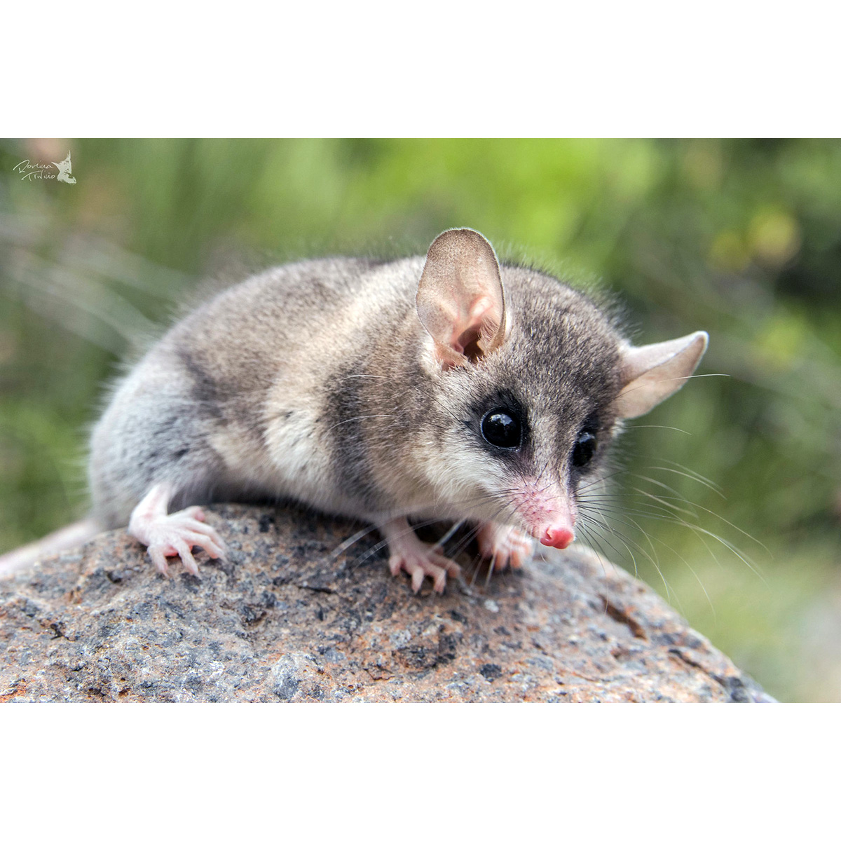 Изящный мышиный опоссум (Thylamys elegans) Фото №10