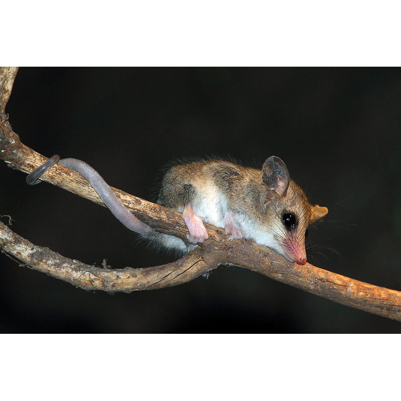 Изящный мышиный опоссум (Thylamys elegans) Фото №3