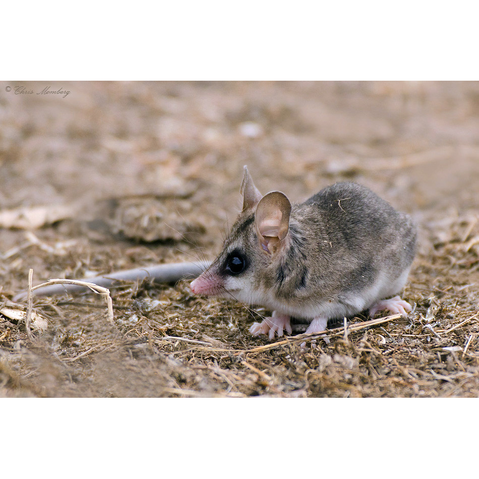Изящный мышиный опоссум (Thylamys elegans) Фото №4