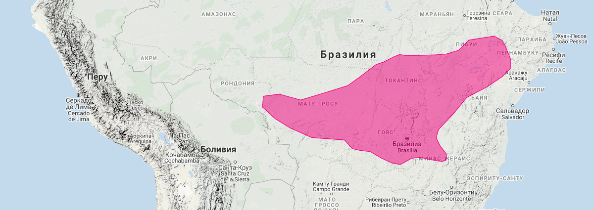 Жирнохвостый опоссум Карими (Thylamys karimii) Ареал обитания на карте