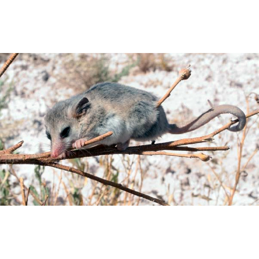 Бледный опоссум (Thylamys pallidior) Фото №6