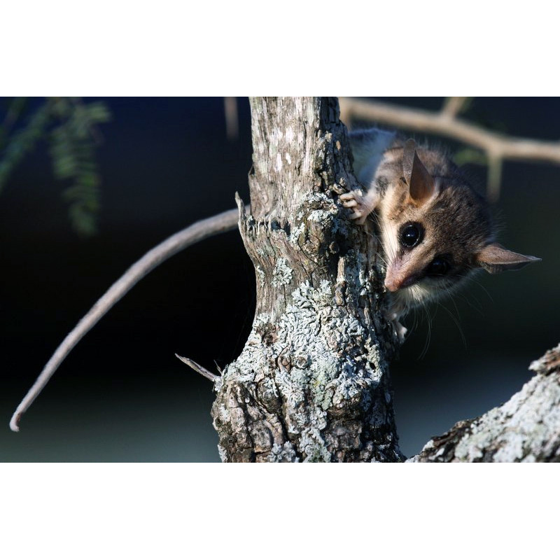 Малый толстохвостый опоссум (Thylamys pusillus) Фото №2