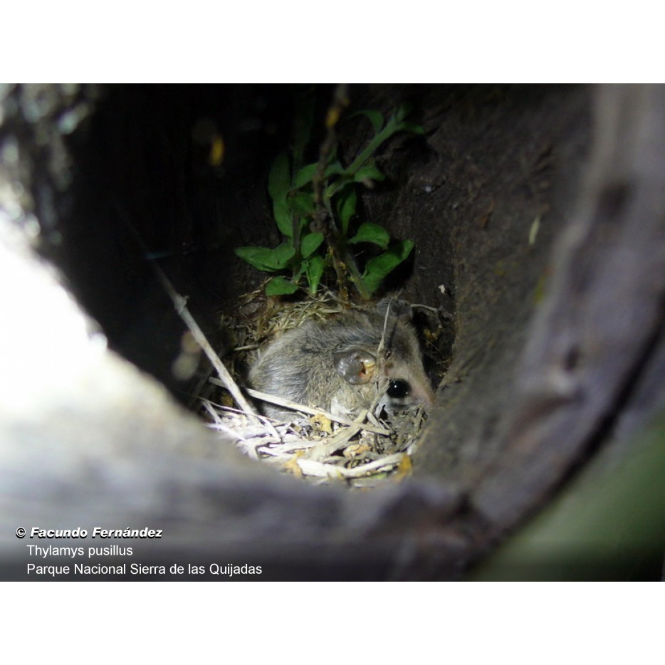 Малый толстохвостый опоссум (Thylamys pusillus) Фото №5