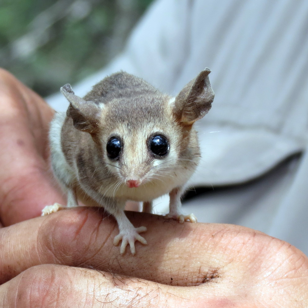 Малый толстохвостый опоссум (Thylamys pusillus) Фото №6