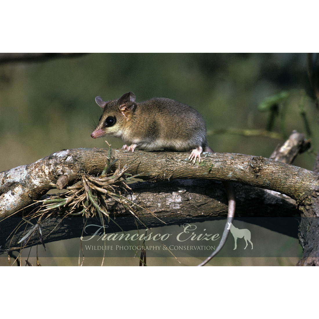 Охристобрюхий жирнохвостый опоссум (Thylamys venustus) Фото №2