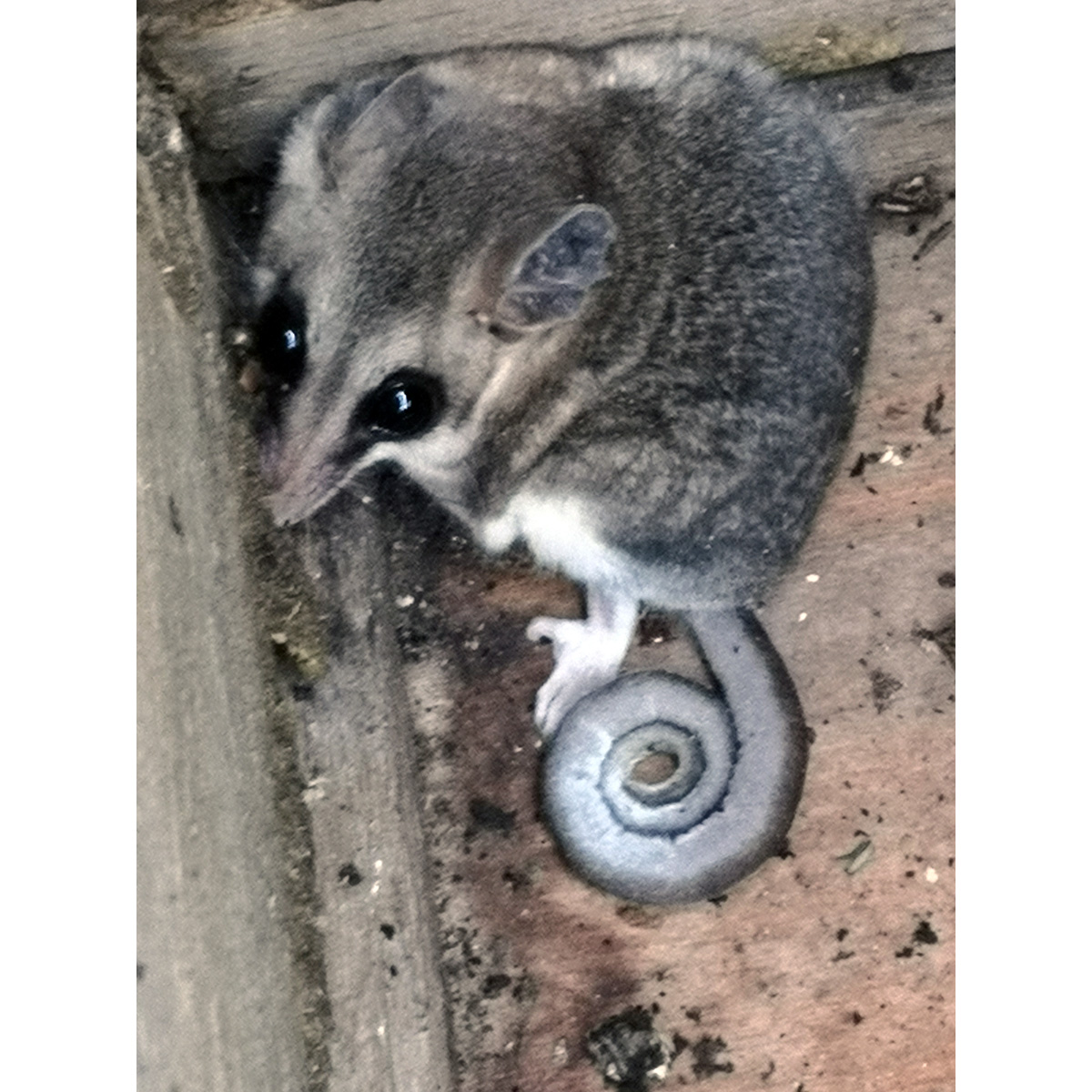 Охристобрюхий жирнохвостый опоссум (Thylamys venustus) Фото №3
