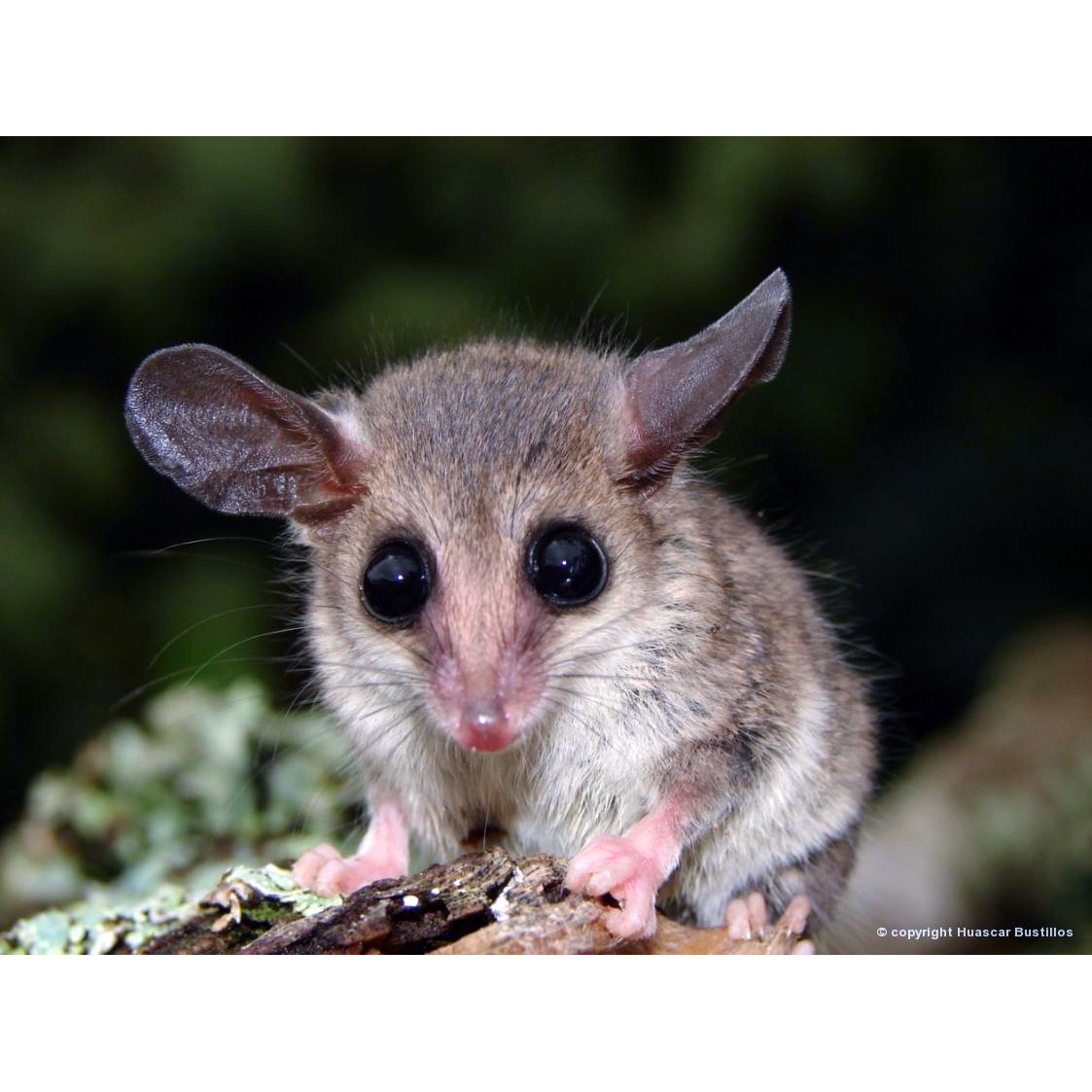Охристобрюхий жирнохвостый опоссум (Thylamys venustus) Фото №6