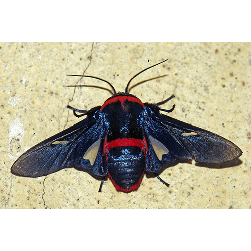 Семейство Thyridoidea фото