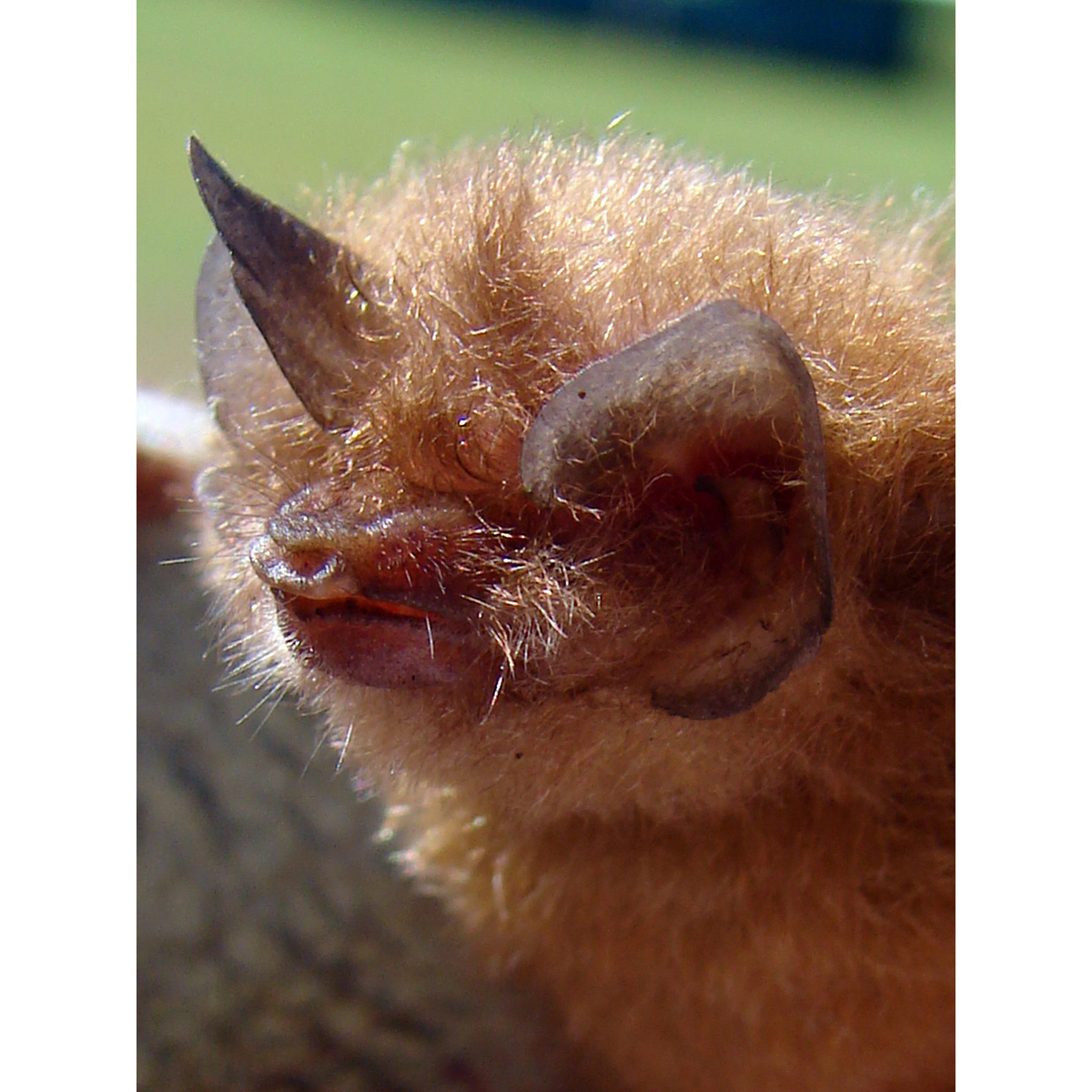 Гондурасский присосконог (Thyroptera discifera) Фото №10