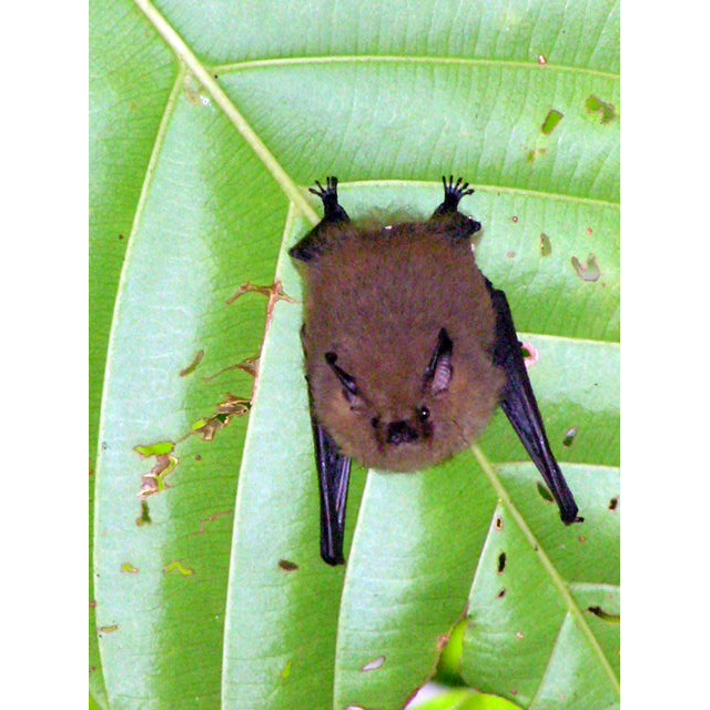 Трёхцветный присосконог (Thyroptera tricolor) Фото №2