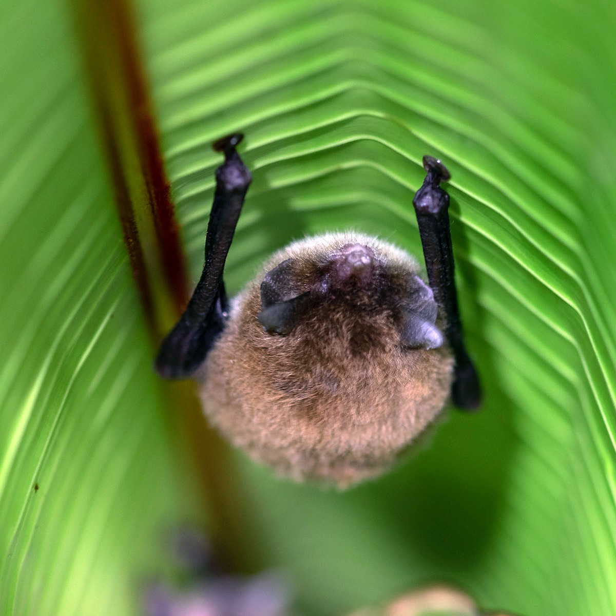 Трёхцветный присосконог (Thyroptera tricolor) Фото №3