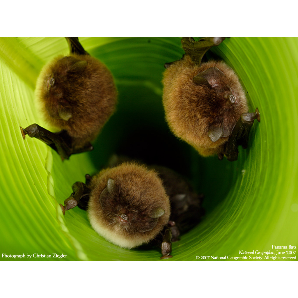 Трёхцветный присосконог (Thyroptera tricolor) Фото №6