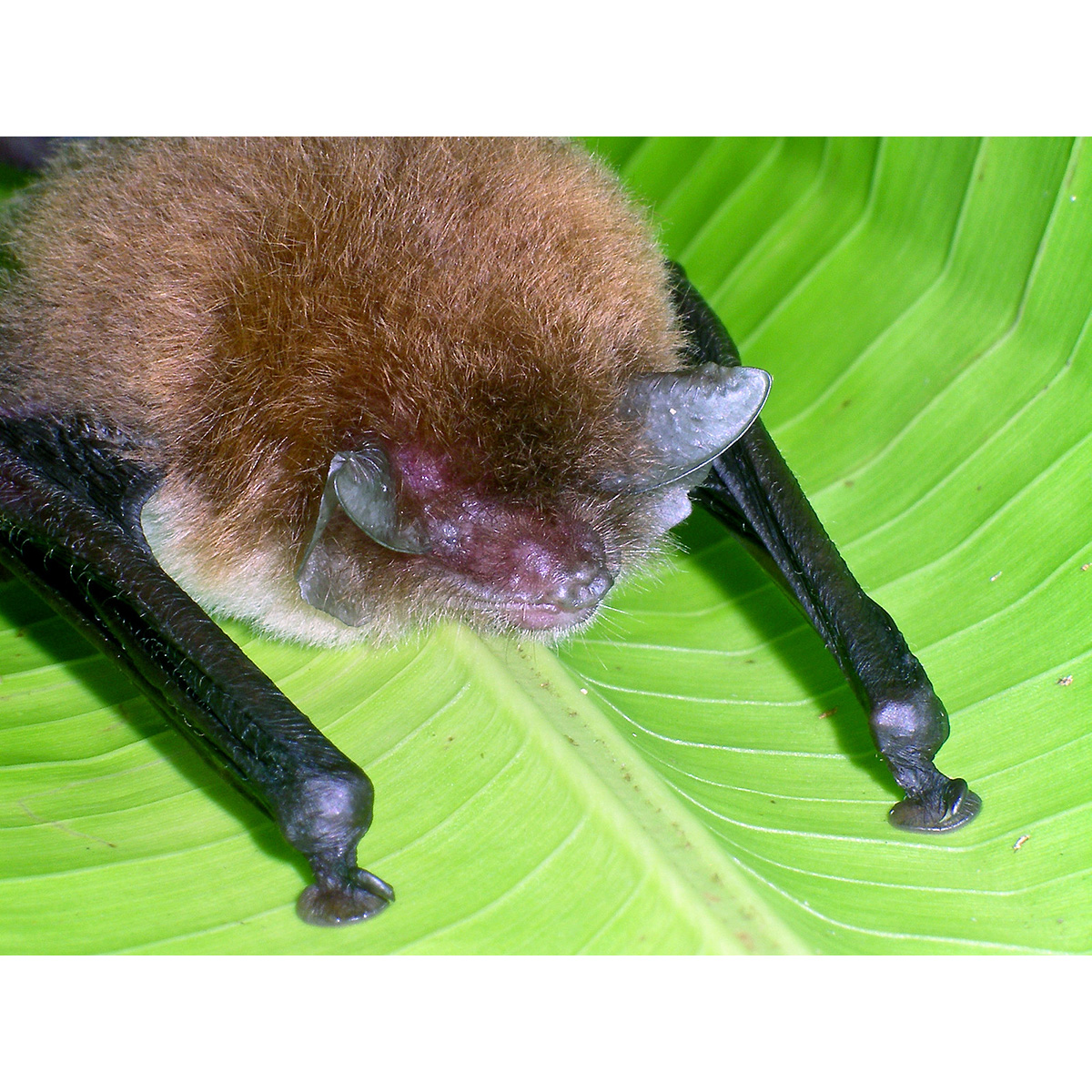 Трёхцветный присосконог (Thyroptera tricolor) Фото №8