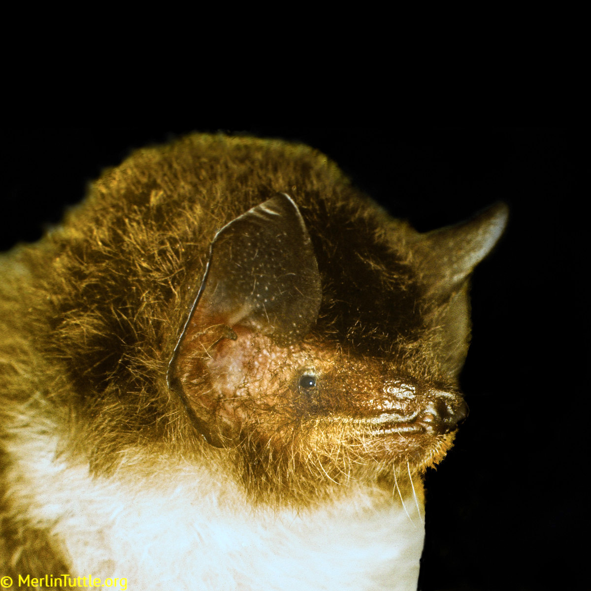 Трёхцветный присосконог (Thyroptera tricolor) Фото №9
