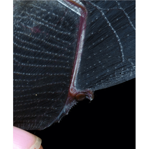Patricia's Disk Winged Bat (Thyroptera wynneae) Фото №2