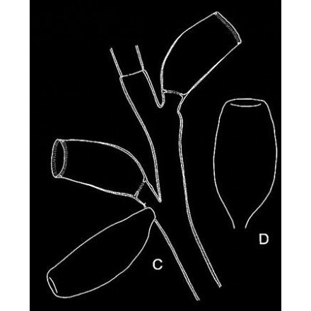 Семейство Thyroscyphidae  фото