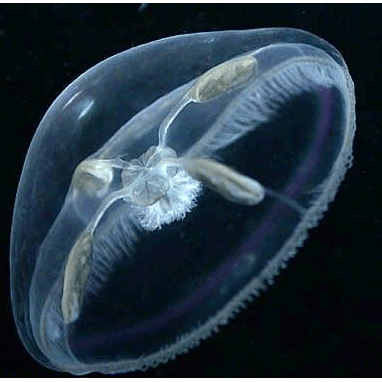 Семейство Tiaropsidae  фото