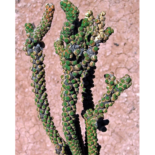 Семейство Tiganophytaceae фото