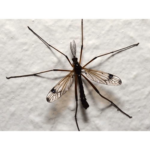 Семейство Tipuloidea фото