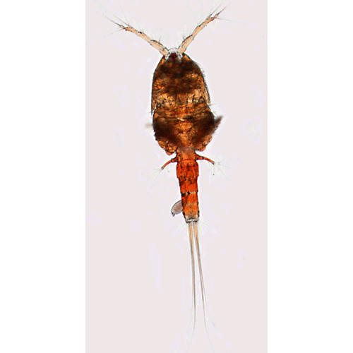 Семейство Tisbidae фото