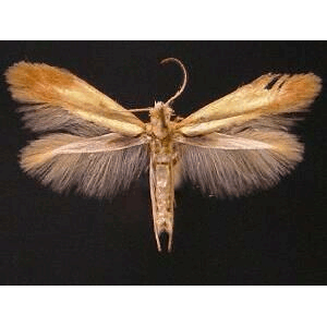 Семейство Tischerioidea фото