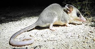 Tlacuatzin canescens gaumeri