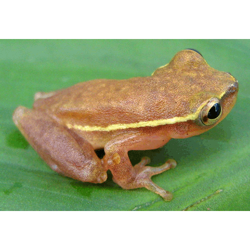 Род Tlalocohyla  фото