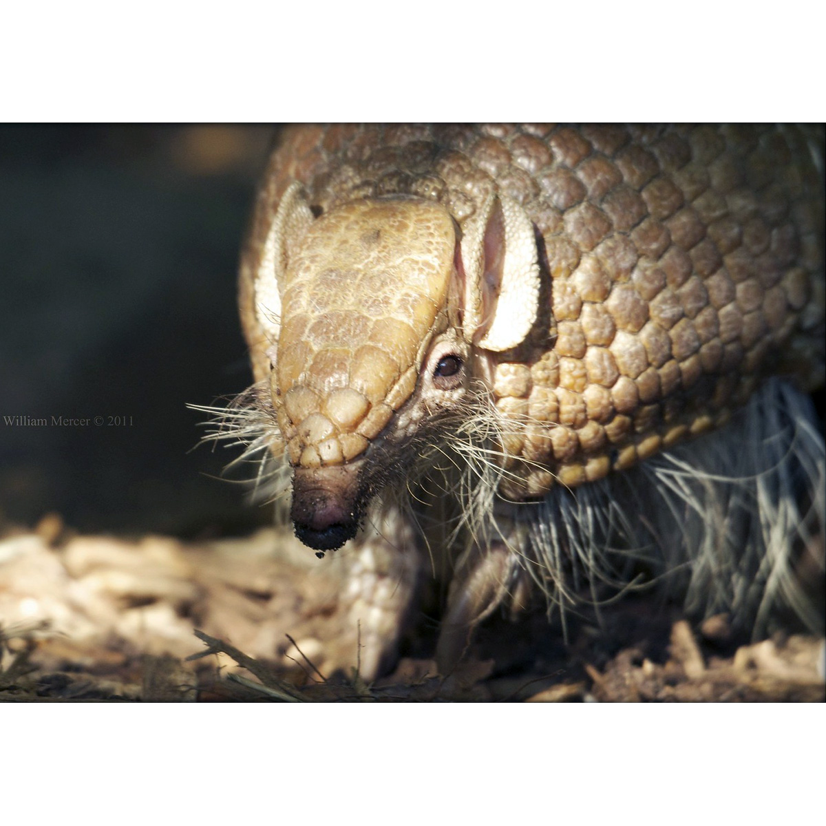 Шаровидный броненосец (Tolypeutes matacus) Фото №10