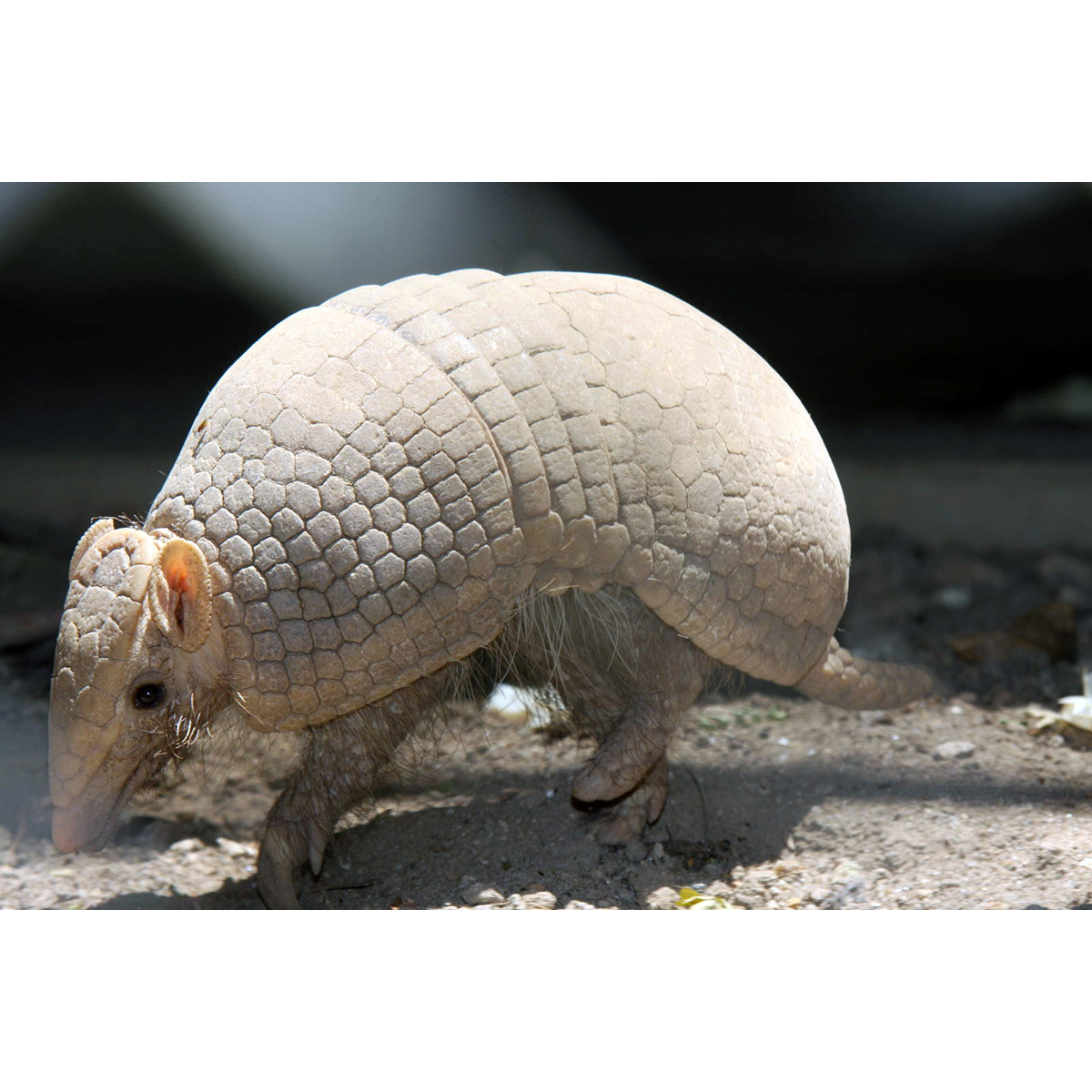 Трёхпоясный броненосец (Tolypeutes tricinctus) Фото №4