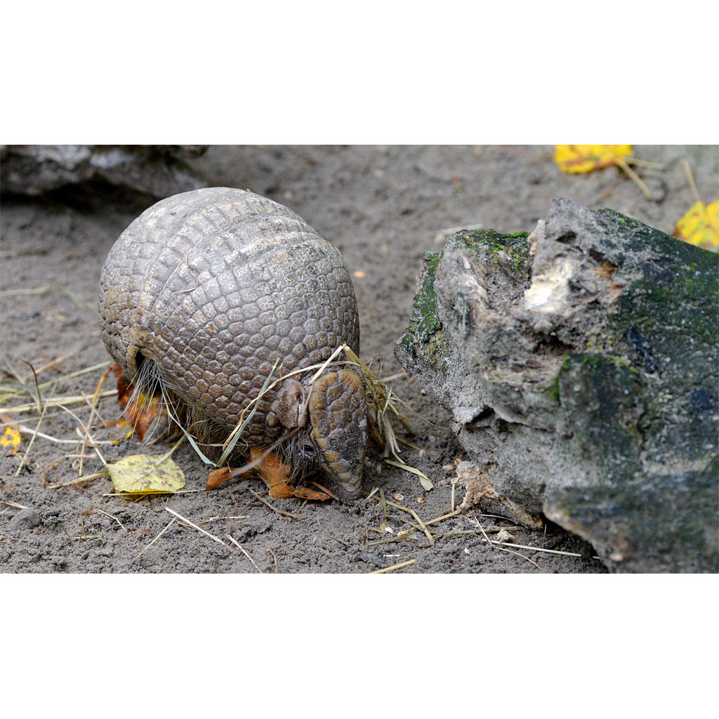 Трёхпоясный броненосец (Tolypeutes tricinctus) Фото №5