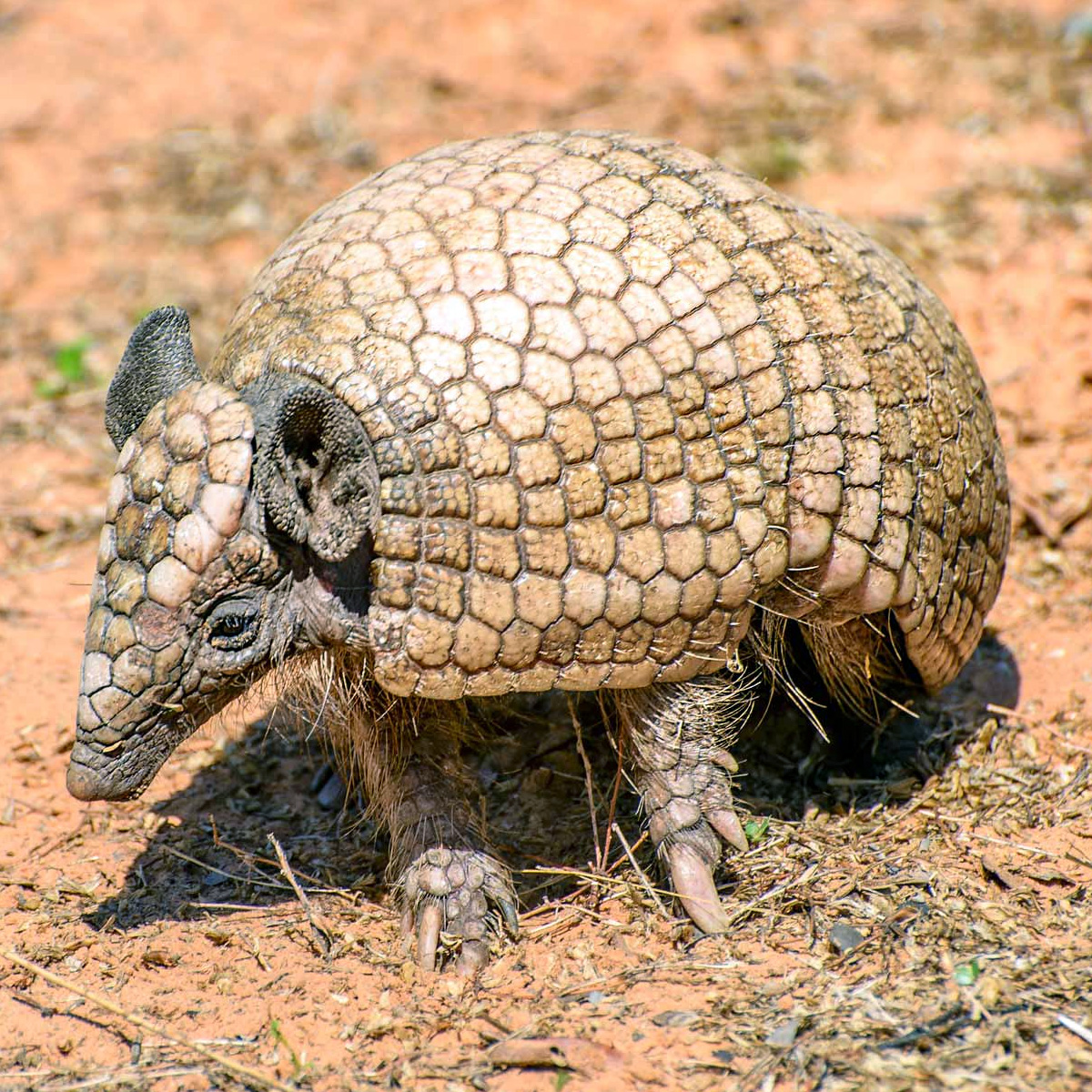 Трёхпоясный броненосец (Tolypeutes tricinctus) Фото №6