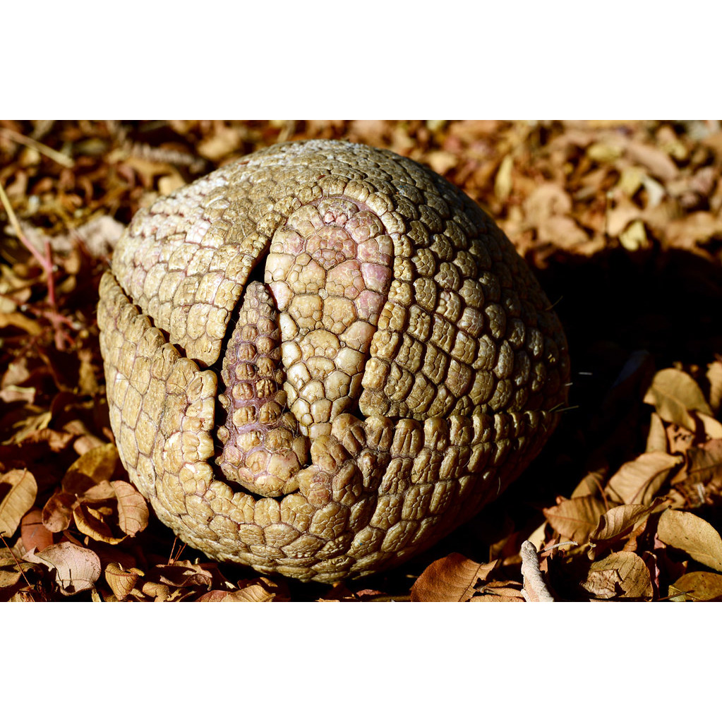Трёхпоясный броненосец (Tolypeutes tricinctus) Фото №8